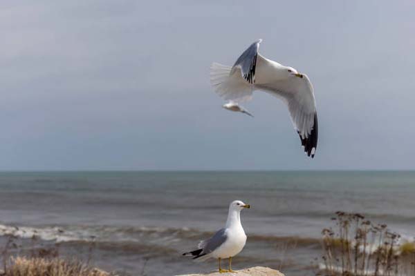 Read more about the article Ring-Billed Gull