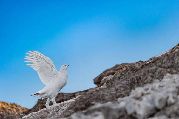 Read more about the article Rock Ptarmigan