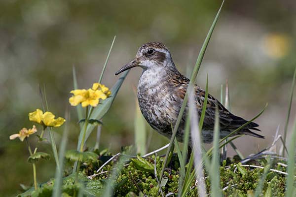 Read more about the article Rock Sandpiper