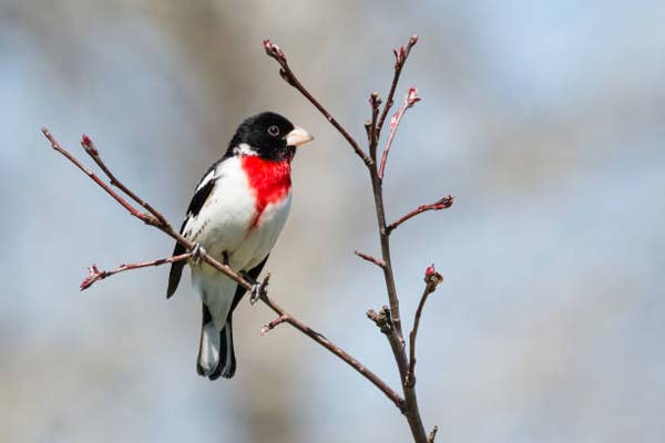Read more about the article Rose-Breasted Grosbeak