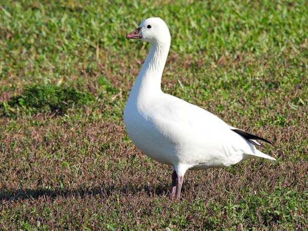 Read more about the article Ross’s Goose