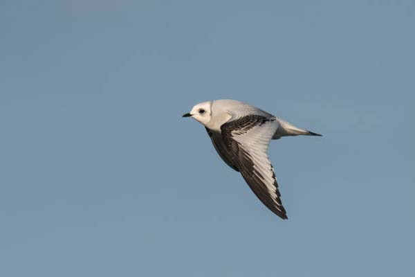 Read more about the article Ross’s Gull