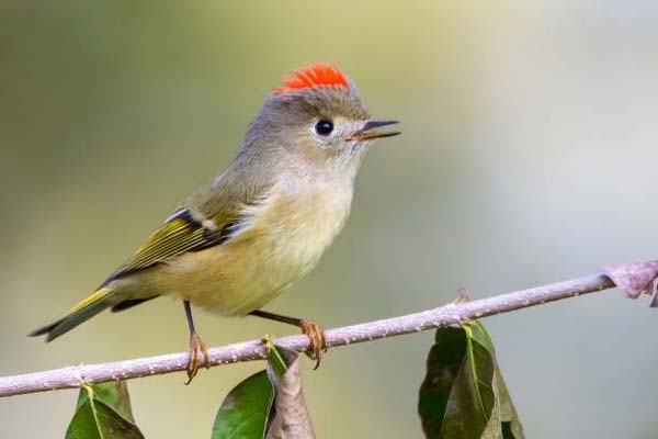 Подробнее о статье Ruby-Crowned Kinglet