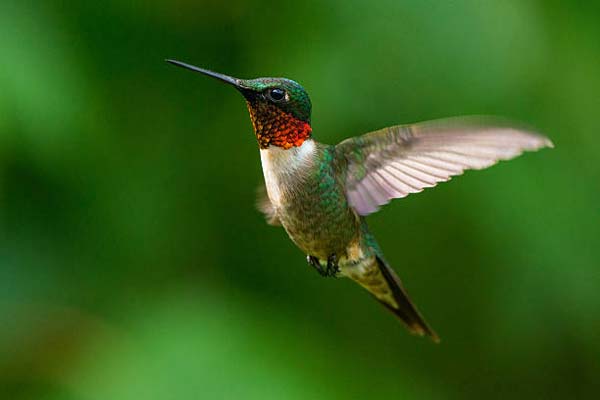 Подробнее о статье Ruby-Throated Hummingbird