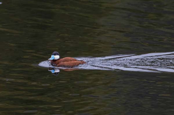 Подробнее о статье Ruddy Duck