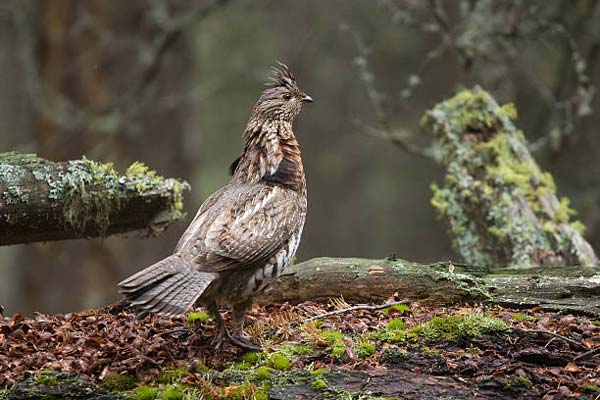 Read more about the article Ruffed Grouse
