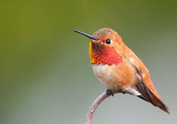Read more about the article Rufous Hummingbird