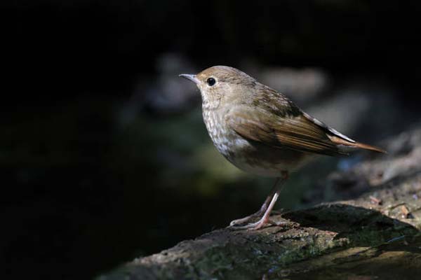 Read more about the article Rufous-Tailed Robin