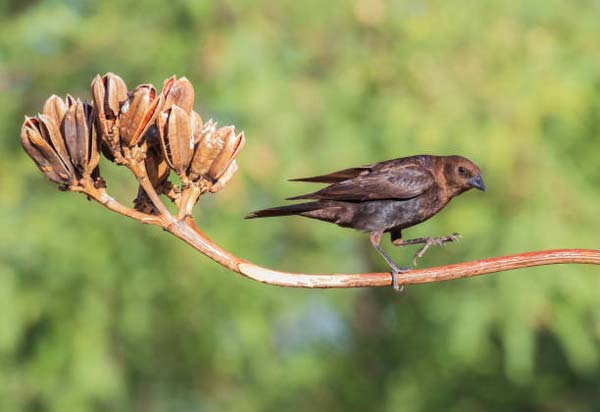 Read more about the article Rusty Blackbird