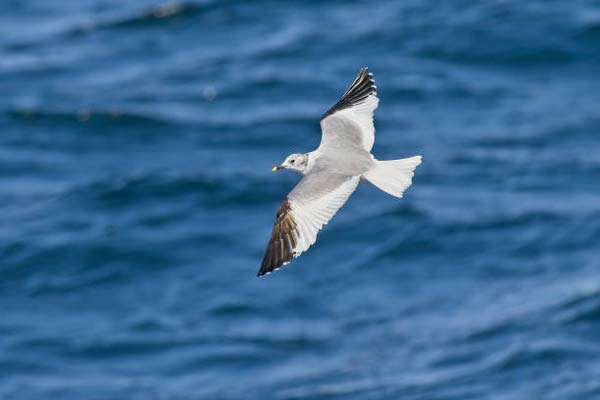 Read more about the article Sabine’s Gull
