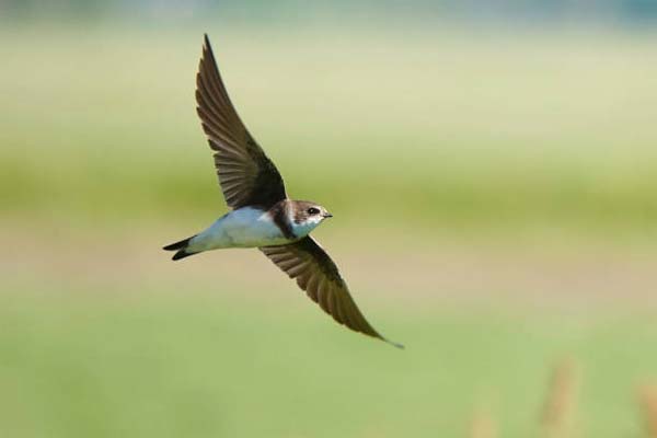 Read more about the article Sand Martin