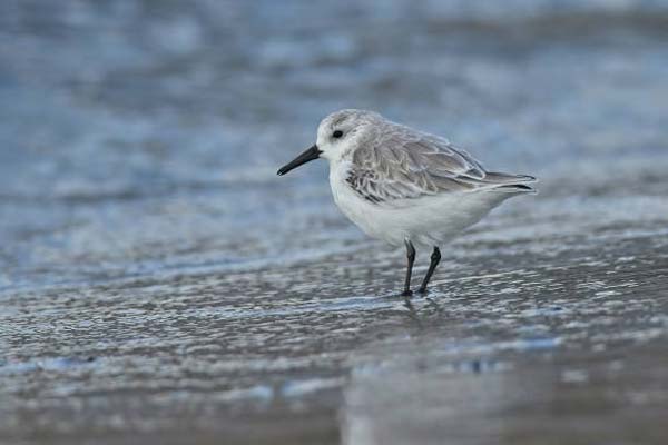 Read more about the article Sanderling
