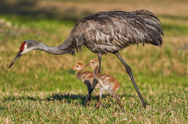 Read more about the article Sandhill Crane