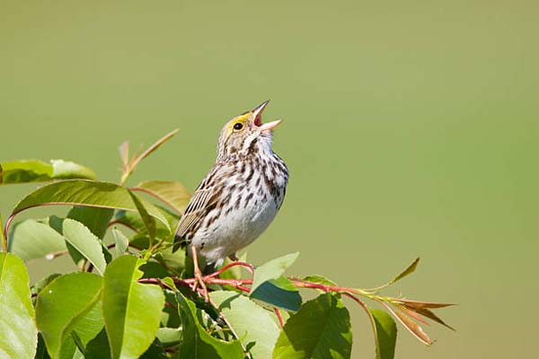 Read more about the article Savannah Sparrow