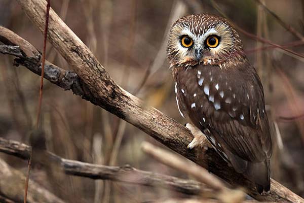 Read more about the article Saw-Whet Owl