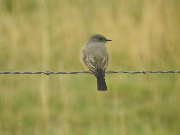 Подробнее о статье Say’s Phoebe