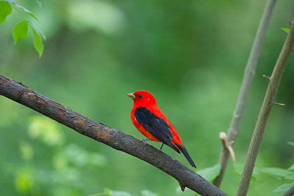 Подробнее о статье Scarlet Tanager