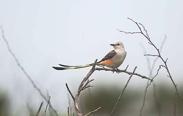 Подробнее о статье Scissor-Tailed Flycatcher