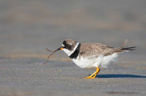 Подробнее о статье Semipalmated Plover