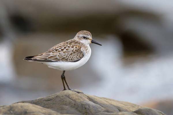 Подробнее о статье Semipalmated Sandpiper