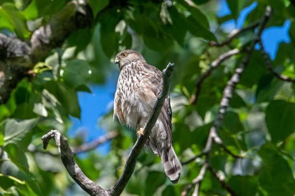 Подробнее о статье Sharp-Shinned Hawk