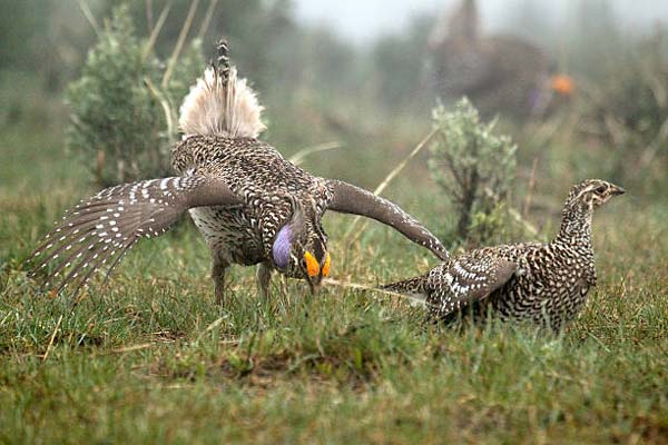 Подробнее о статье Sharp-Tailed Grouse