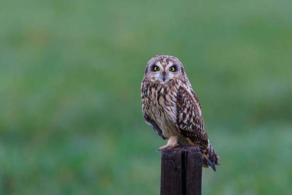 Read more about the article Short-Eared Owl