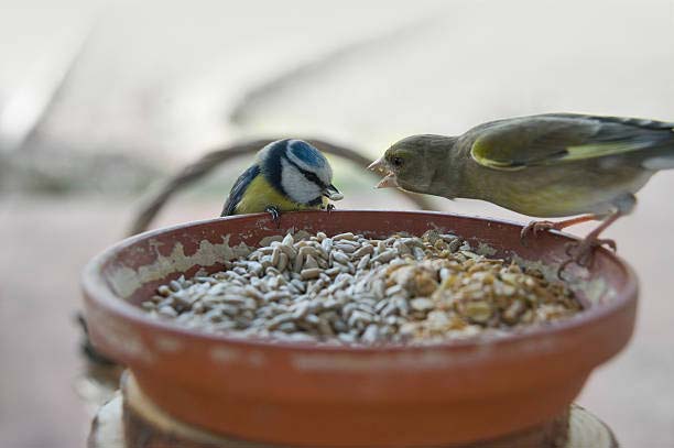 Read more about the article Two Kinds Of Birds Eat The Same Food And Nest