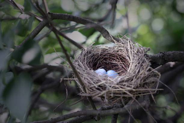 Will Birds Use An Old Nest