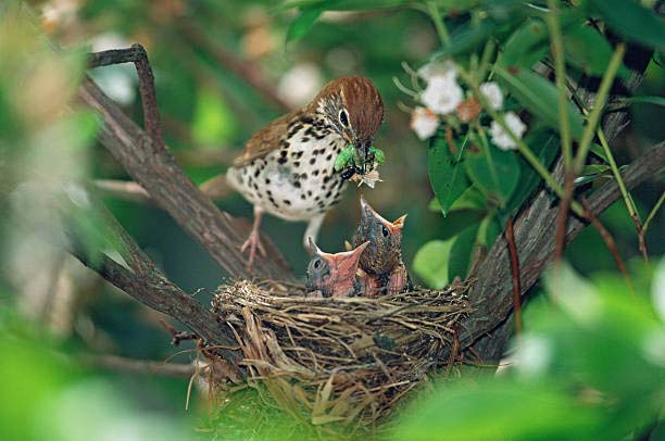 Read more about the article Wood Thrush