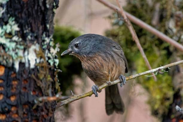 Read more about the article Wrentit