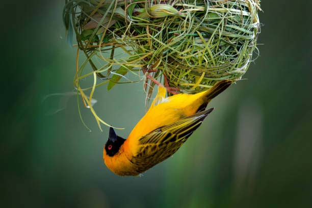 Yellow-Birds-Nest-Coral