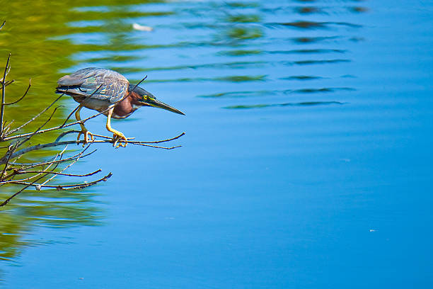 Read more about the article Yellow Bittern