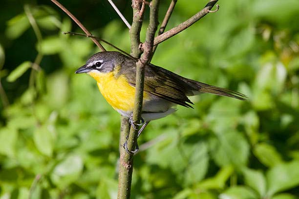 Read more about the article Yellow-Breasted Chat