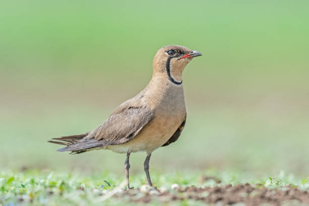 Подробнее о статье Oriental Pratincole