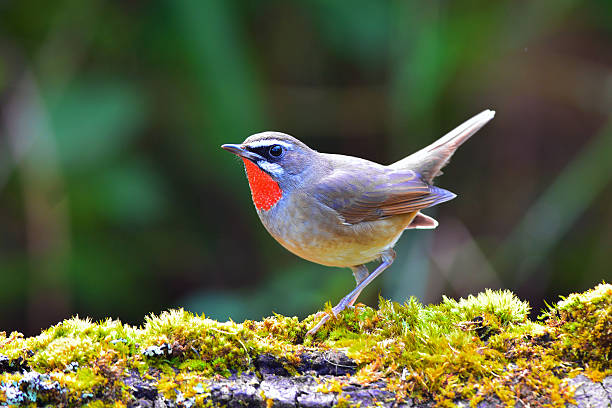 Siberian Rubythroat