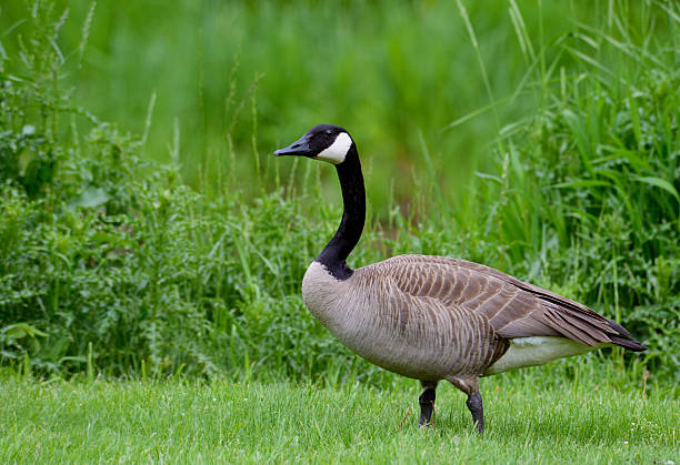 Read more about the article Canada Goose