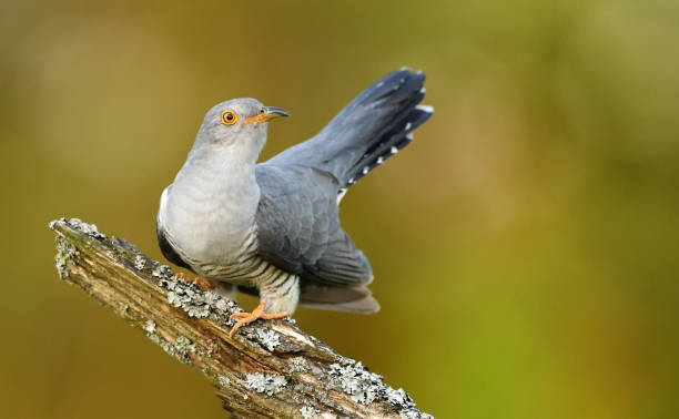 Read more about the article Common Cuckoo