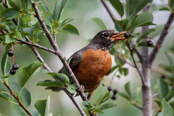 Read more about the article Can Birds Choke