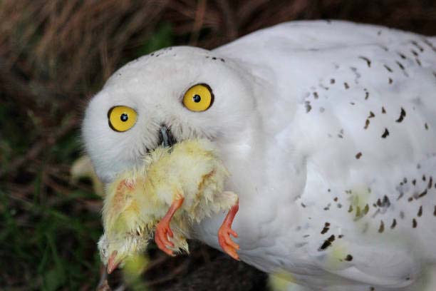 Can Birds Die From Overeating