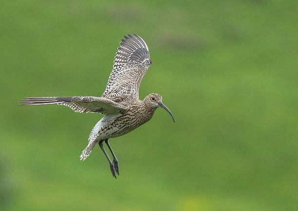 Eurasian Curlew