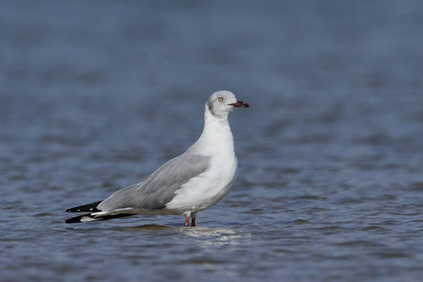 Read more about the article Grey-Headed Gull