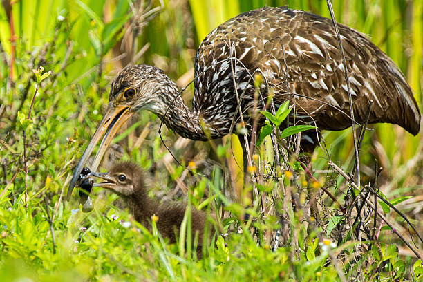 What Birds Eat Snails