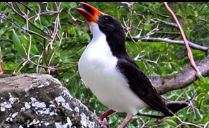 Read more about the article What Is The National Bird Of Puerto Rico