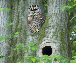 Read more about the article What Does A Barred Owl Nest Look Like