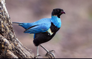 Read more about the article What Is The National Bird Of Ecuador