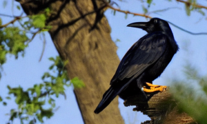 Are Crows Protected Birds - The Bird Identifier