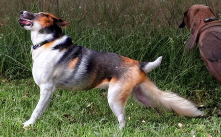 Подробнее о статье Are Dogs Smarter Than Birds