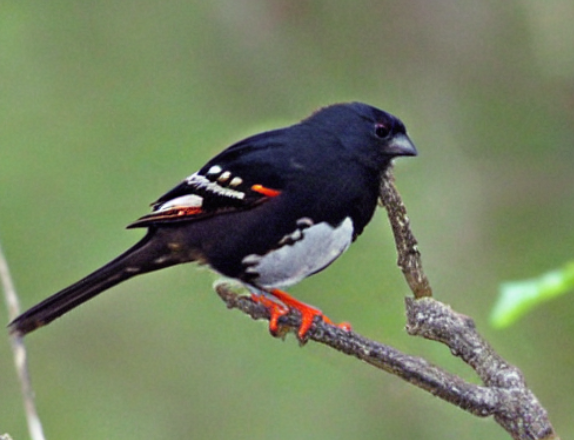 Read more about the article How to Attract a Spotted Towhee: Tips and Tricks